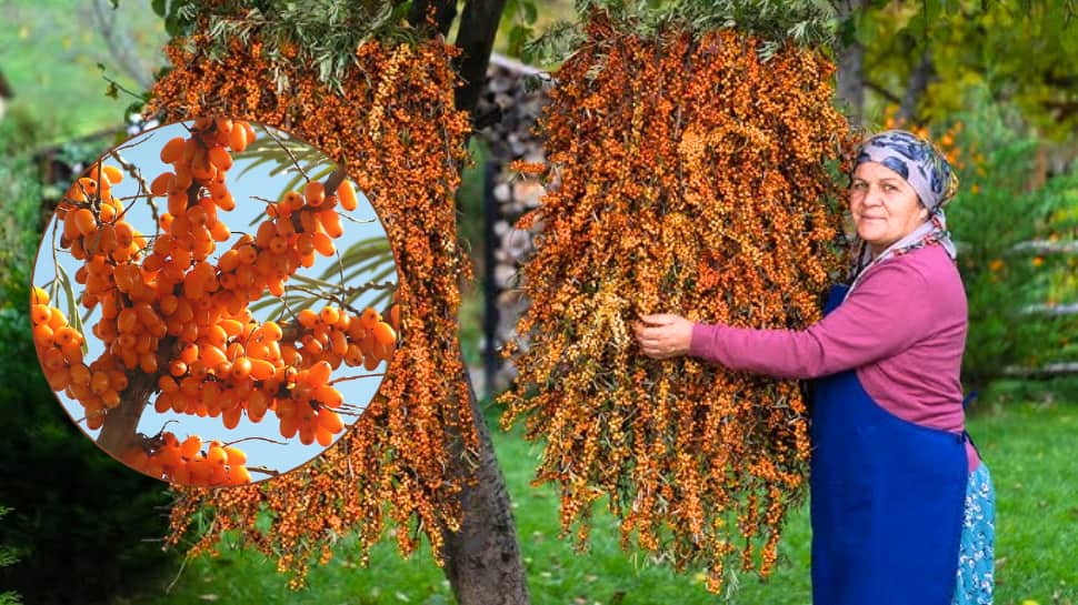 From skincare, weight loss, to immunity: Why sea buckthorn berry is trending as a superfood