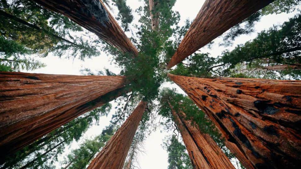 Meet General Sherman: World’s largest tree is about 2200 years old and ...