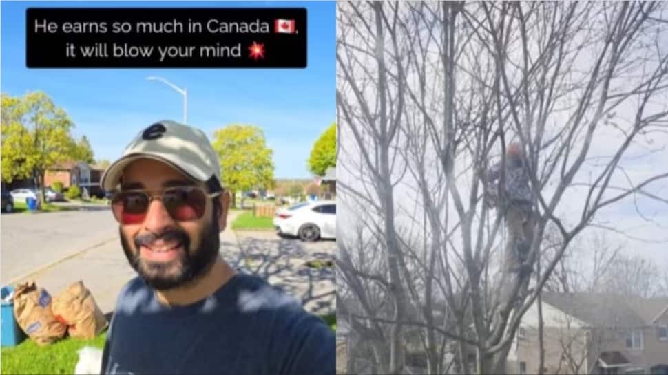 `Who says there is no money in Canada?`: Indian man left stunned after paying tree cutter $700 for one hour of work | VIRAL VIDEO