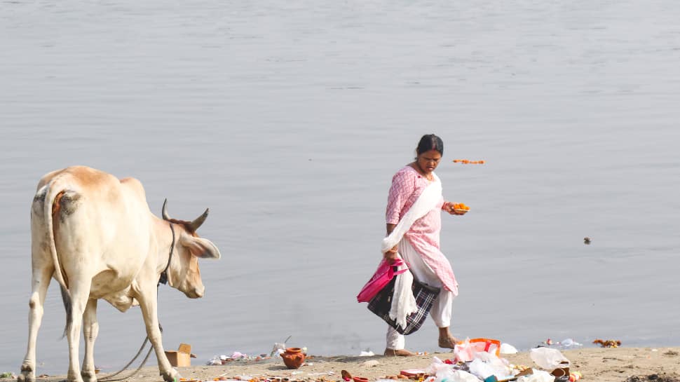 Over 300 cow carcasses found in a dumping yard in Rajasthan’s Jaisalmer