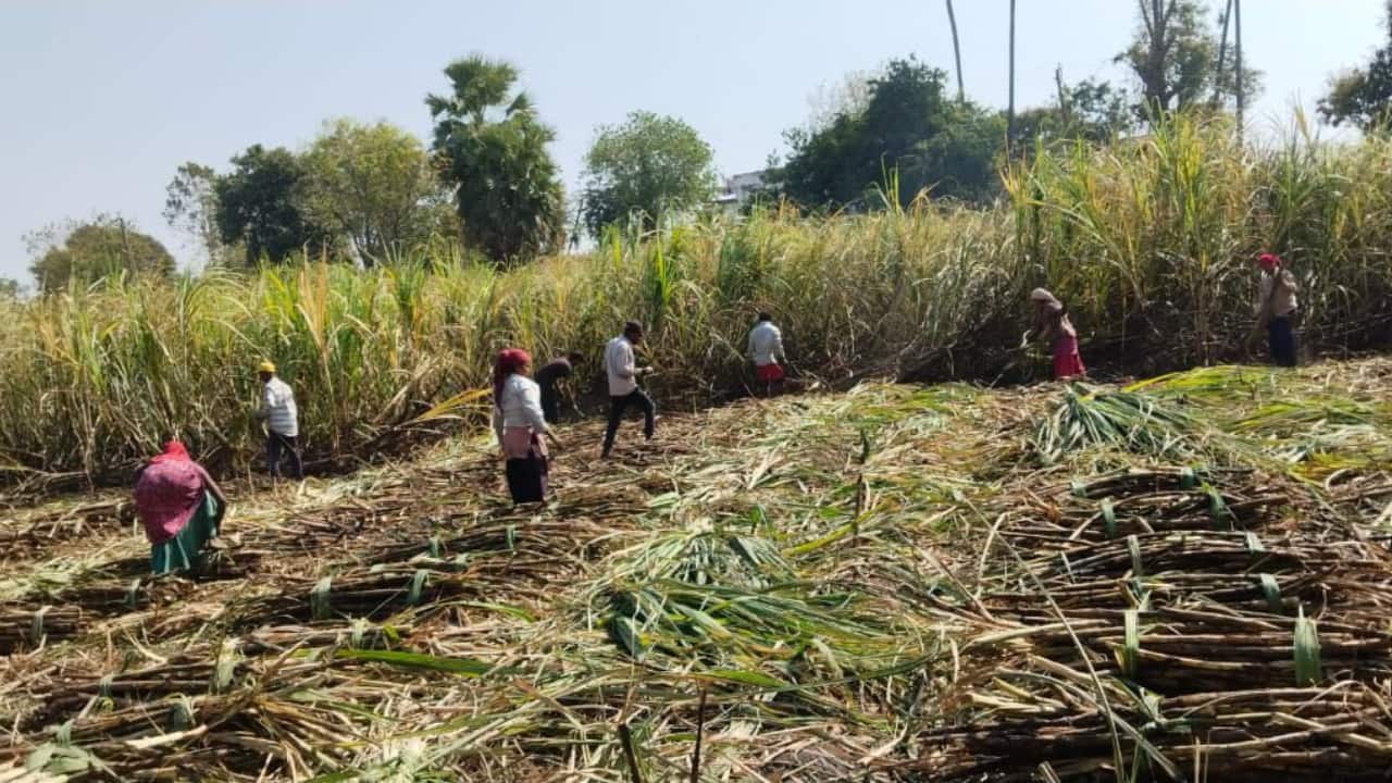 Gujarat govt approves relief of Rs 1,500 crore for sugar cooperative societies