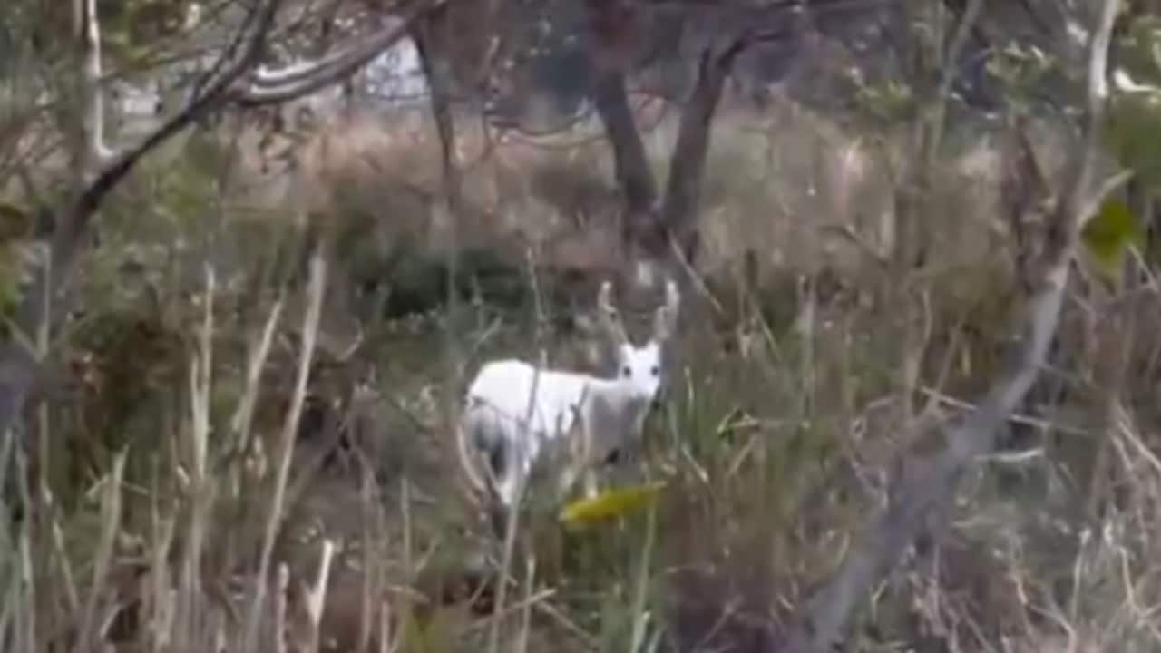 Rare Albino Hog Deer spotted in Assam’s Kaziranga National Park | WATCH