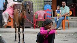 Why did Madras High Court order a total ban on cow slaughter in Tamil Nadu?