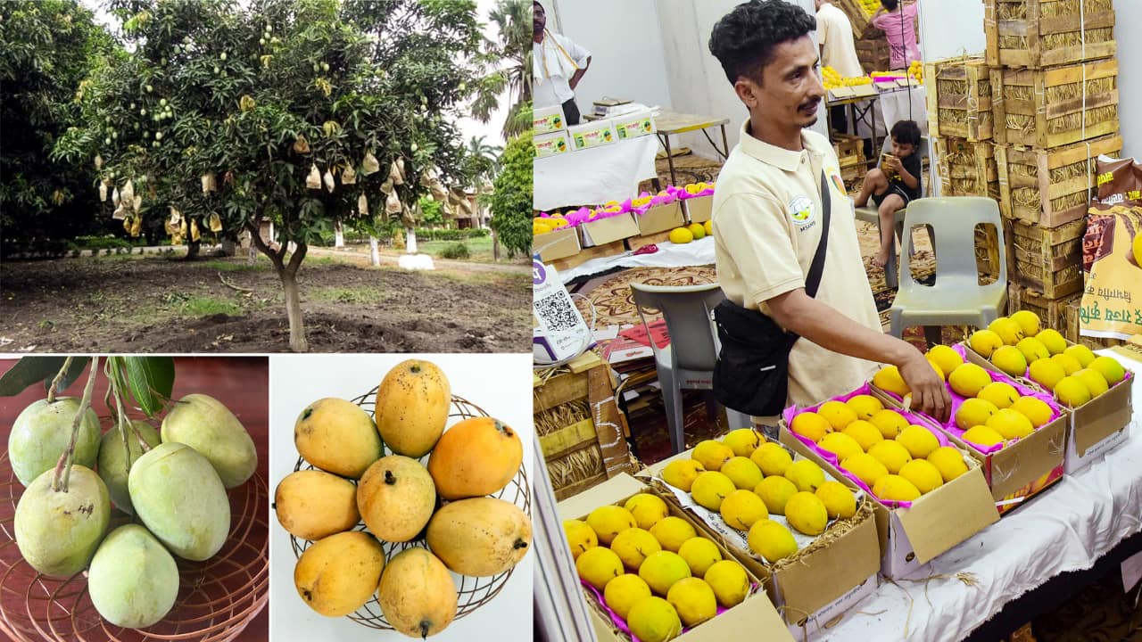 Japan bans Indian mango imports after 20 years, huge blow to Alphonso and Kesar exporters