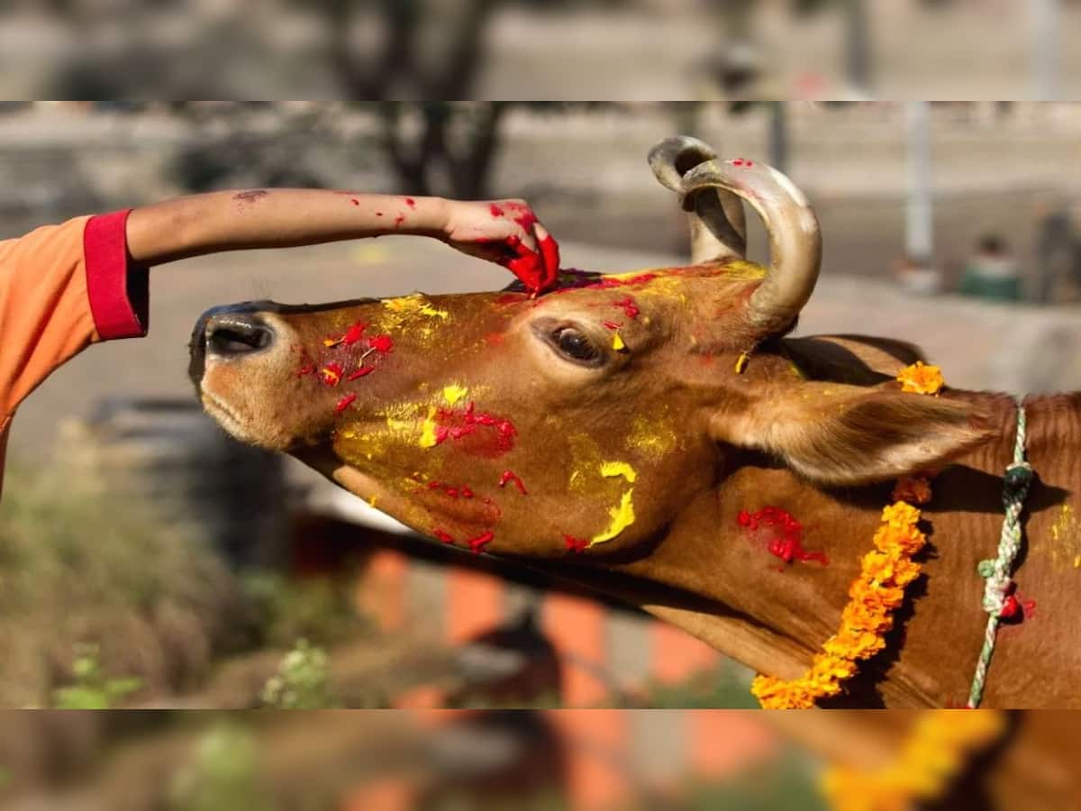 Muslim clerics want cow declared India’s national animal. Why is BJP govt holding back?