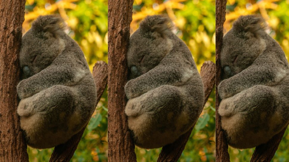 Koala: The sleepy cuddler with razor claws