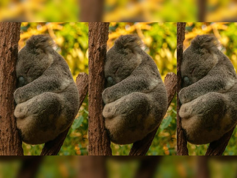 Koala: The sleepy cuddler with razor claws