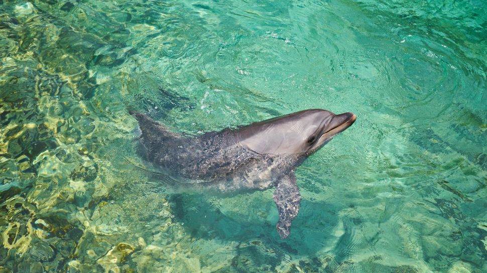 Dolphin: The smiling assassin of the sea