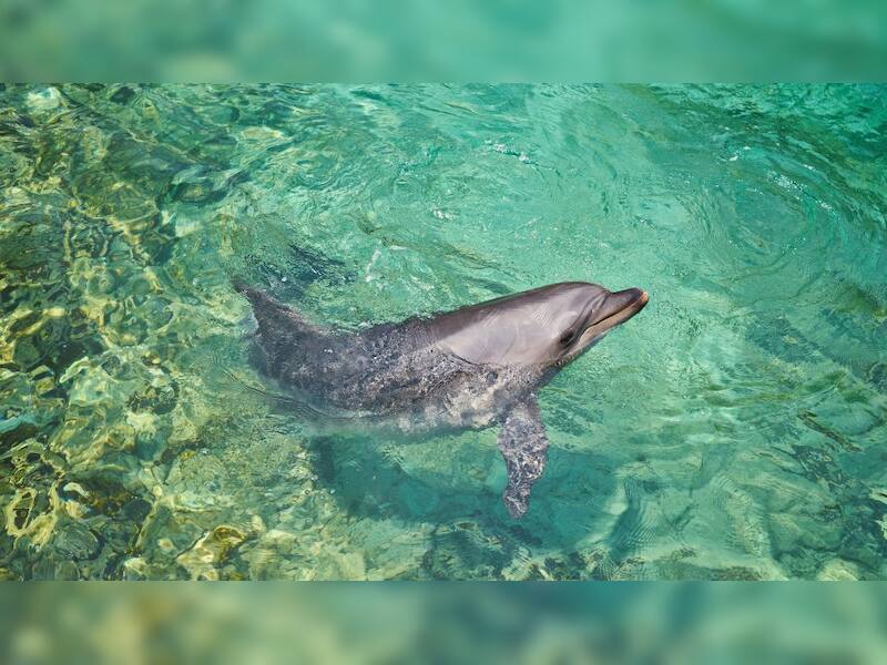 Dolphin: The smiling assassin of the sea