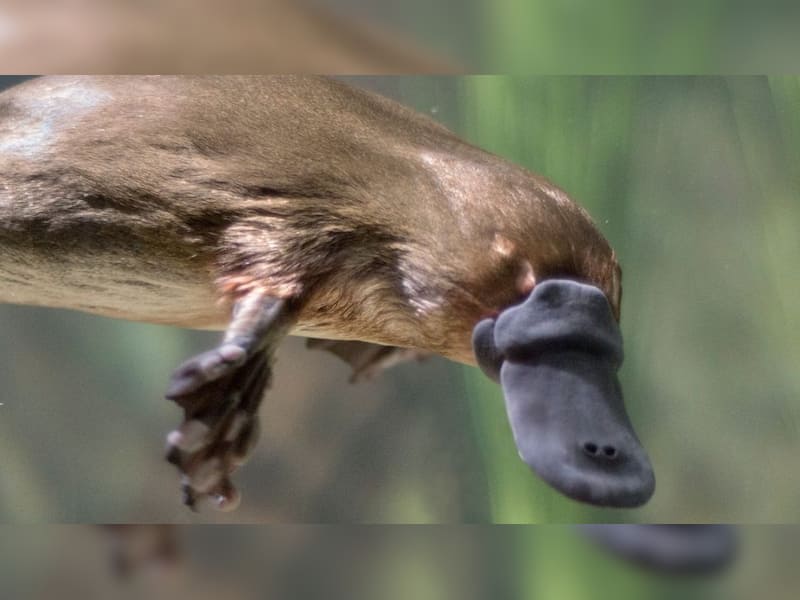Platypus: The dddity with a hidden sting