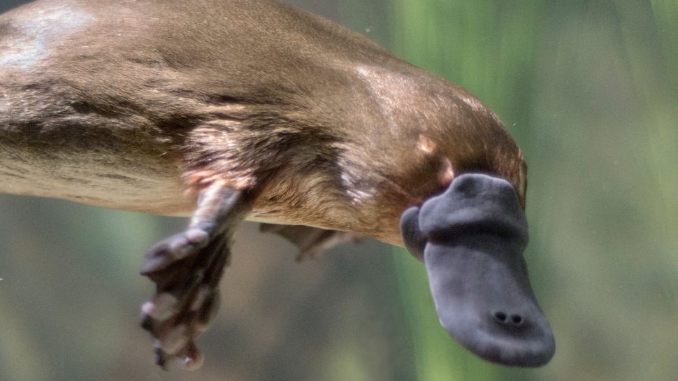 Platypus: The dddity with a hidden sting