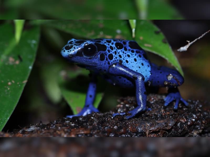 Poison dart frog: Neon colours, deadly skin