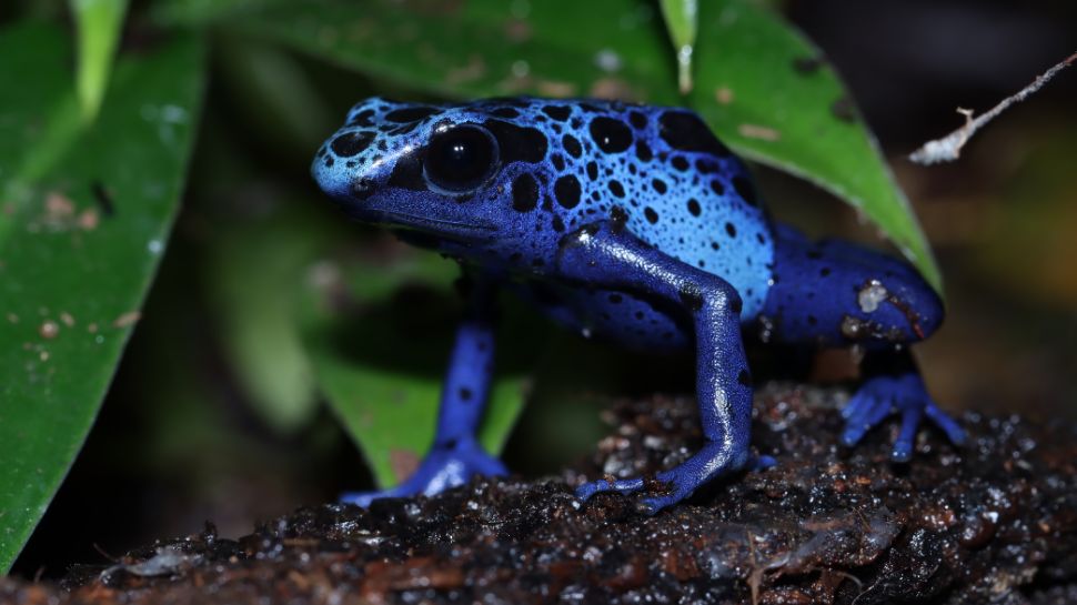 Poison dart frog: Neon colours, deadly skin