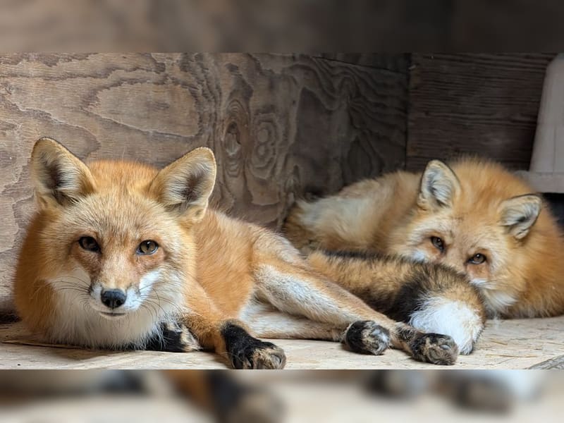 Red fox: The fluffy predator