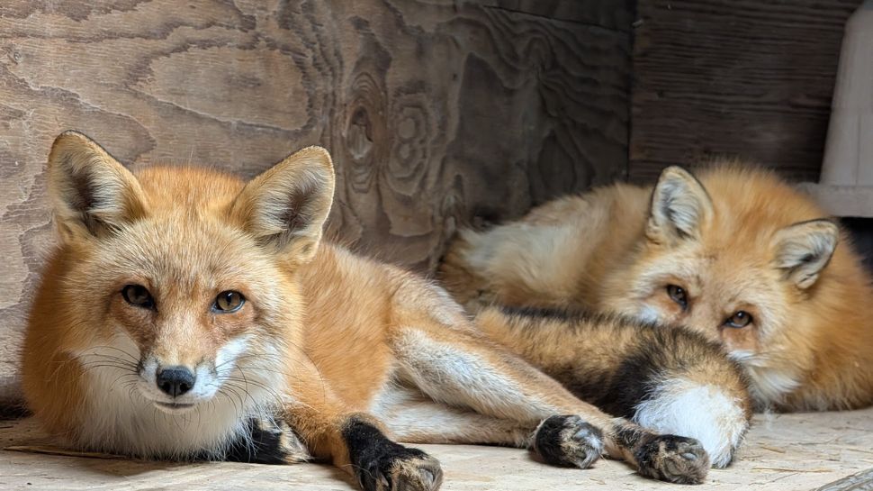 Red fox: The fluffy predator