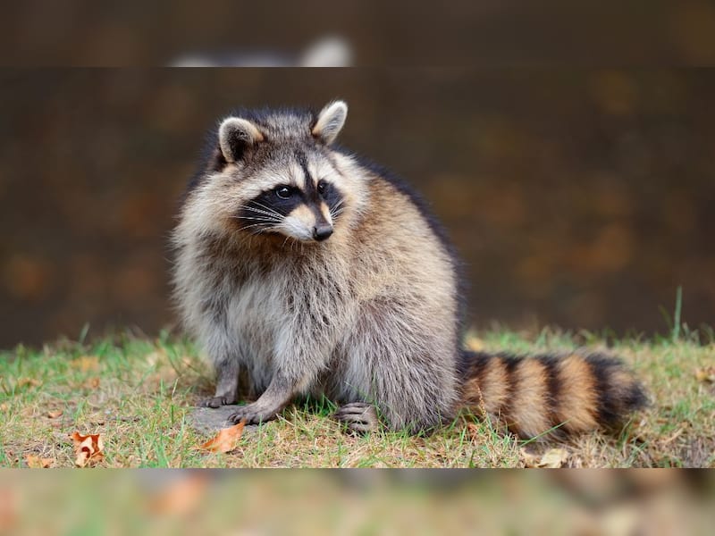 Raccoon: The masked bandit with a nasty bite