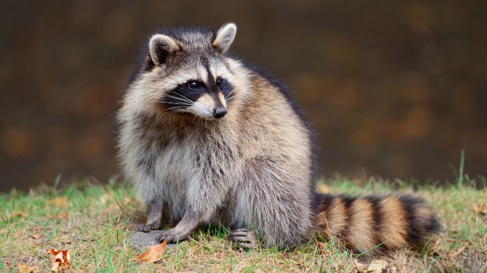 Raccoon: The masked bandit with a nasty bite