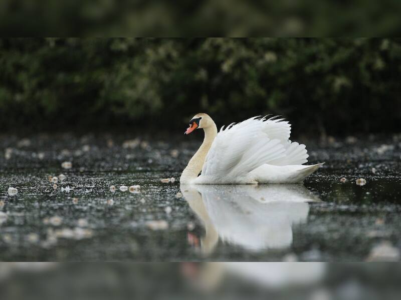 Swan: The elegant bird with a mean streak