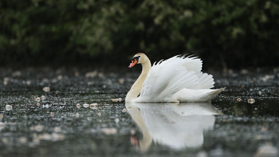 Swan: The elegant bird with a mean streak