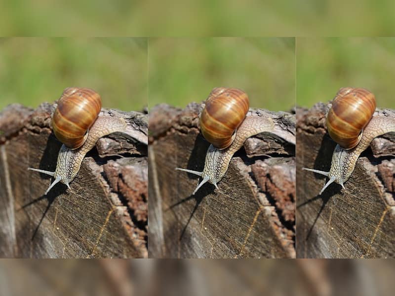 Cone snail: The beautiful shell that hunts humans