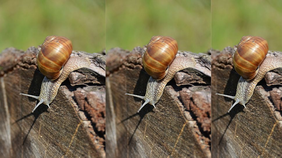 Cone snail: The beautiful shell that hunts humans