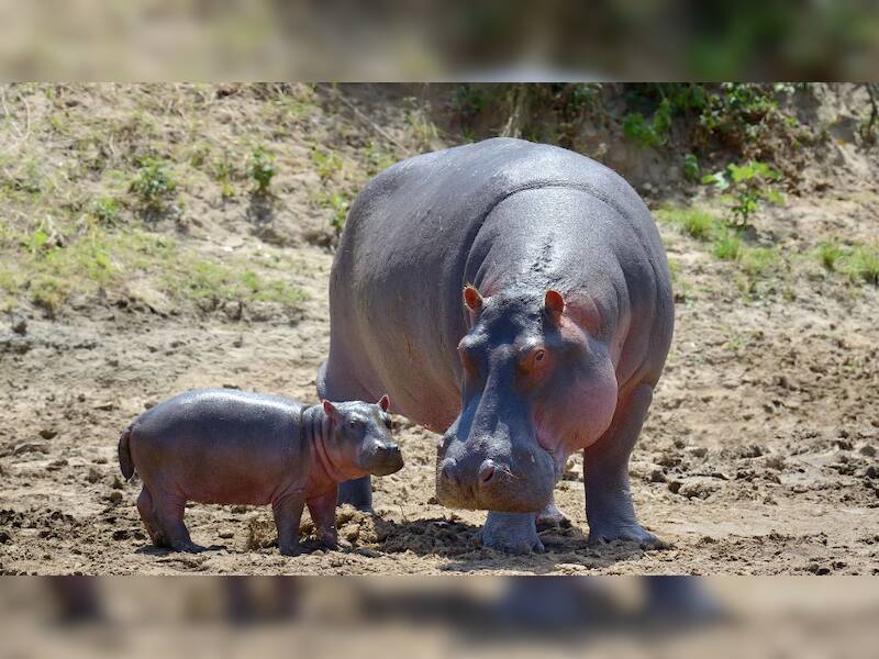 Hippopotamus: The water-giant that hates everyone
