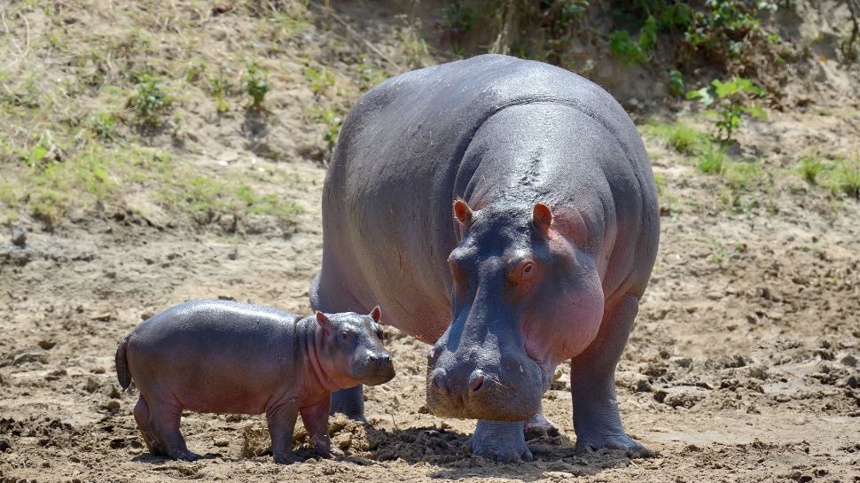 Hippopotamus: The water-giant that hates everyone
