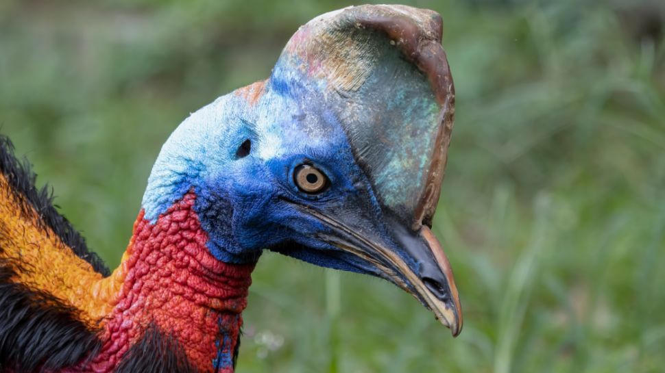 Cassowary: The