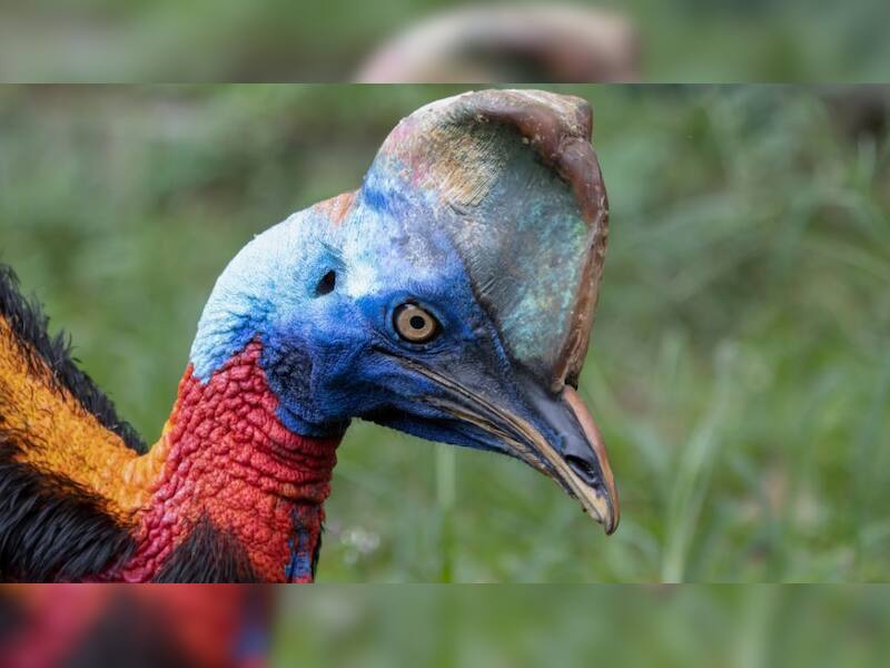 Cassowary: The 
