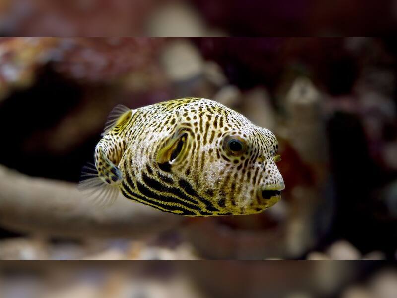 Pufferfish: The balloon fish with a deadly dose