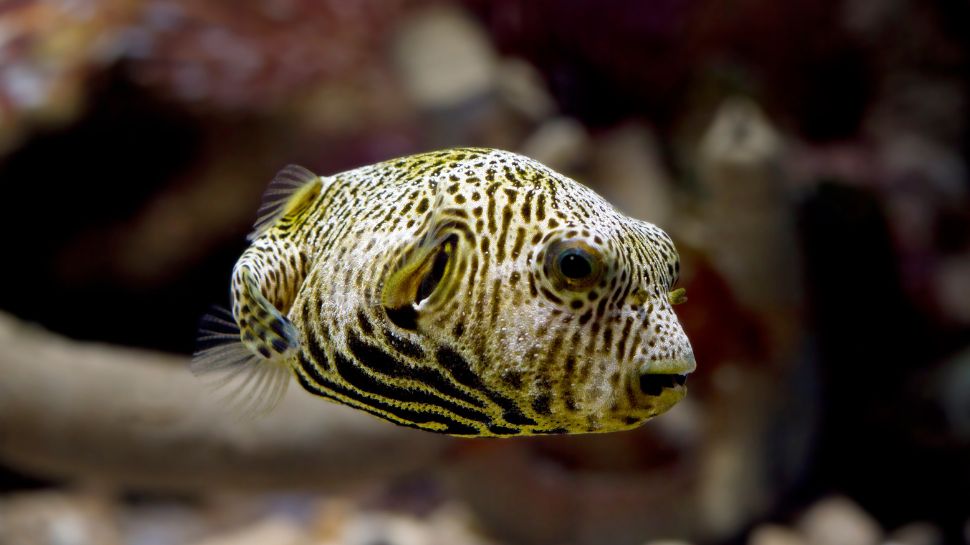 Pufferfish: The balloon fish with a deadly dose
