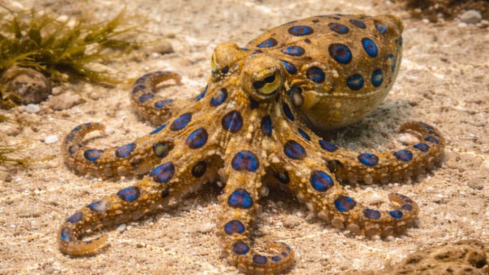 Blue-ringed octopus: A tiny jewel with a lethal punch