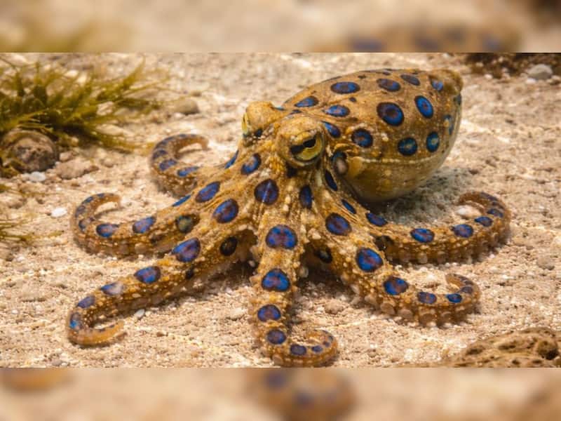Blue-ringed octopus: A tiny jewel with a lethal punch