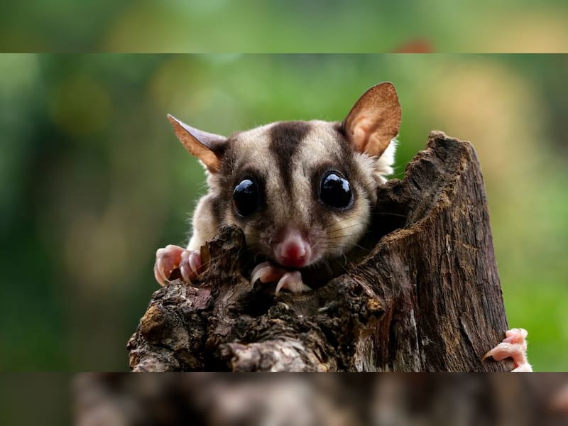 Slow loris: The 
