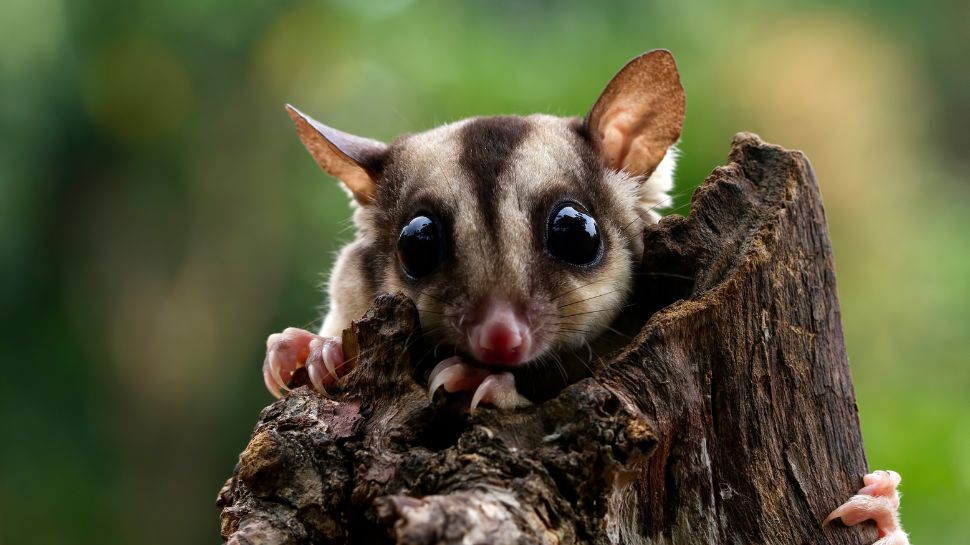 Slow loris: The