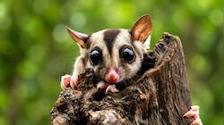 Cute but adorably dangerous: 12 animals that look like toys, but are deadly