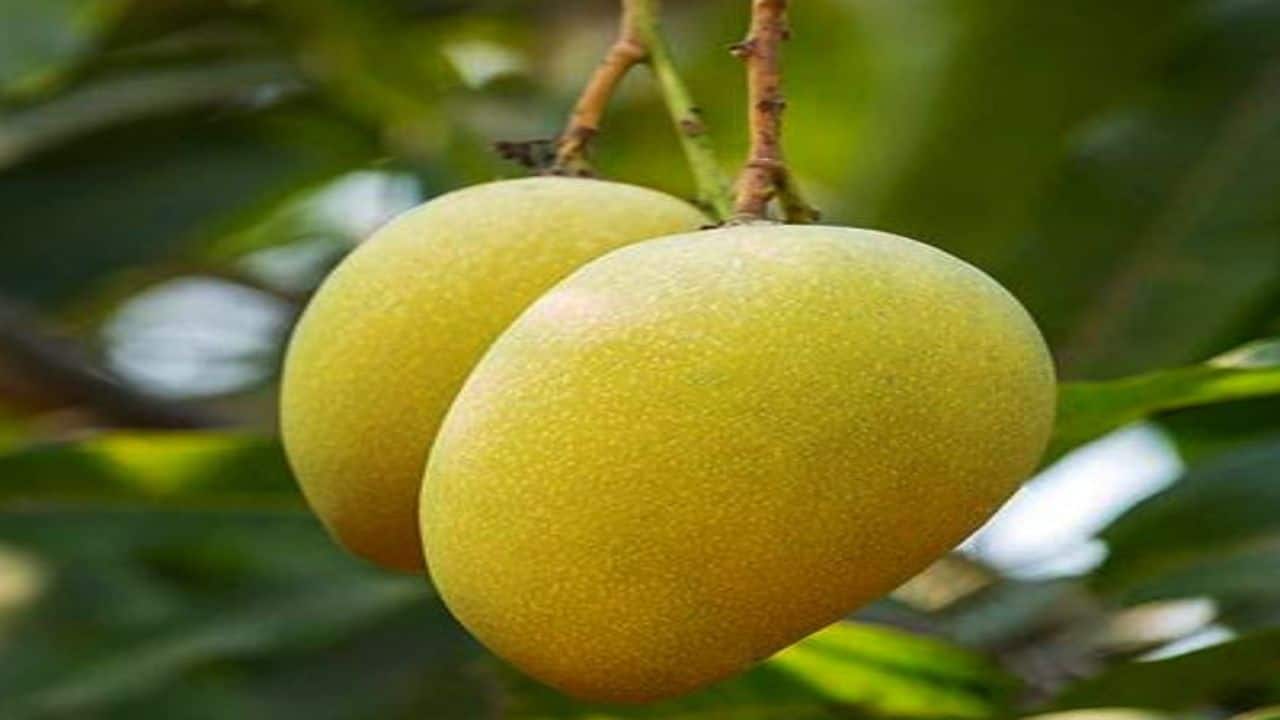 From nawabs to Bollywood: How these three Bihar’s mangoes be