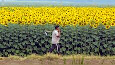 PM Kisan 23rd instalment: When will Rs 2,000 be credited in farmers' bank account? Expected date can be...