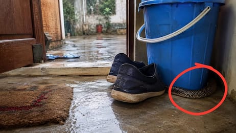 Watch out: 9 places snakes may hide in your house during rains