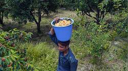 PM Kisan: Haven't received Rs 2K? Your money may be stuck due to this reason