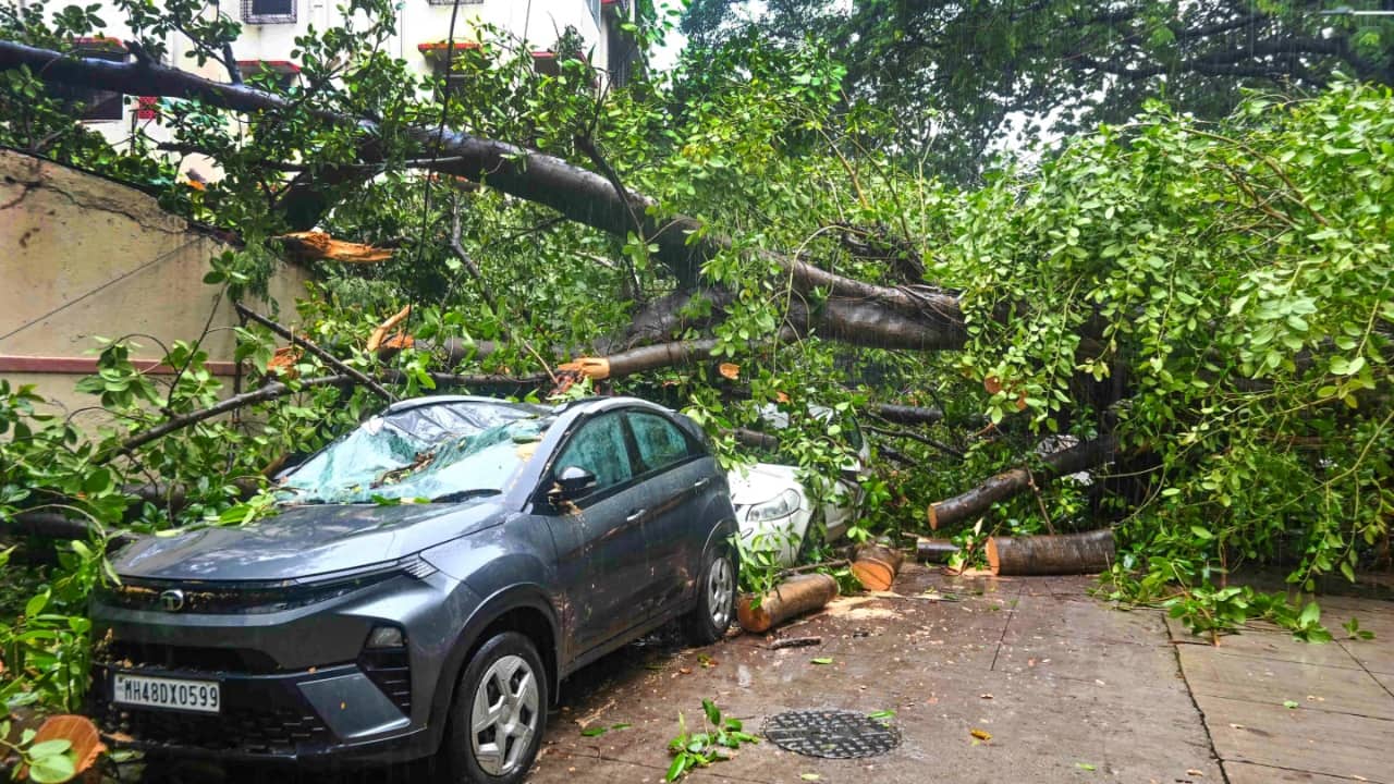 Mumbai rain fury claims another life as falling tree kills 63-year-old; Mayor issues Red Alert warning