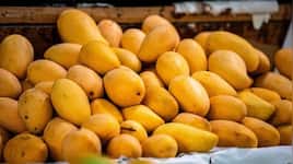 National Mango Day 2026: Do mangoes cause weight gain, acne or diabetes? Experts bust 4 common myths