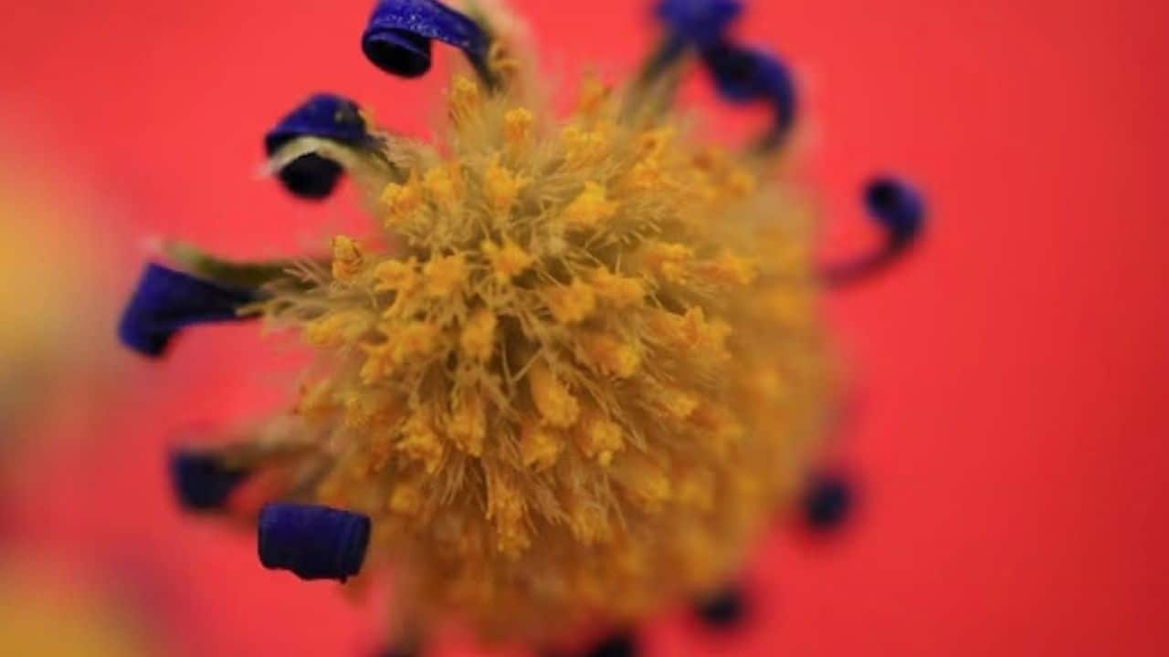 Chandipura virus in Gujarat: 22 children die; 35 cases confirmed