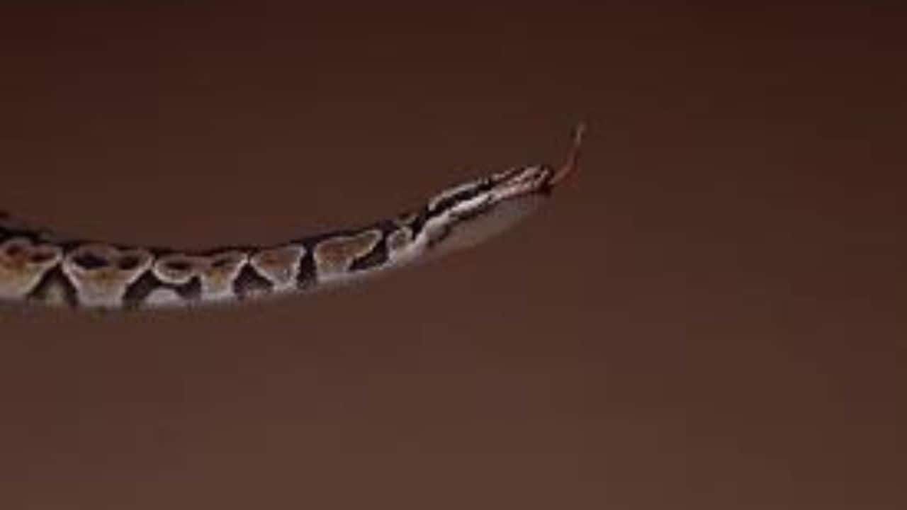 Maharashtra: Three girls die after suspected snakebite at ashram school; 2 critical