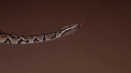 Maharashtra: Three girls die after suspected snakebite at ashram school; 2 critical