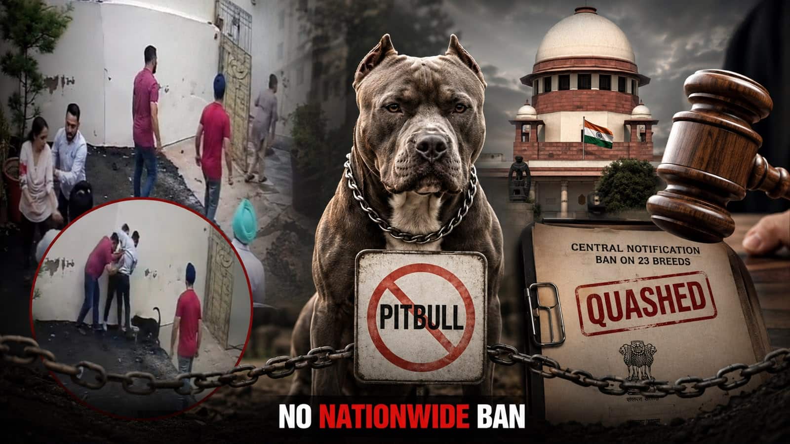 Legal Hurdles Block India's Nationwide Pitbull Ban