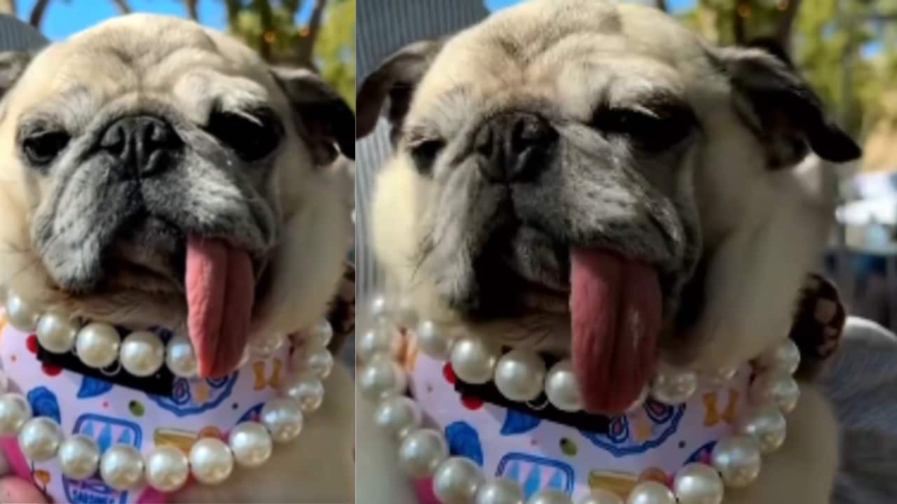 Who is World’s Ugliest Dog 2026? Meet Jinny Lu, the rescue pug crowned at 50th anniversary contest