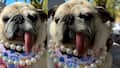 Who is the World’s Ugliest Dog 2026? Meet Jinny Lu, the rescue pug crowned at 50th anniversary contest