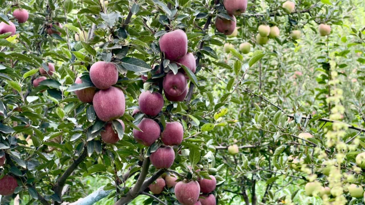 Kashmir apple loss: Unpredictable weather causes Rs 400-crore loss; farmers demand urgent relief
