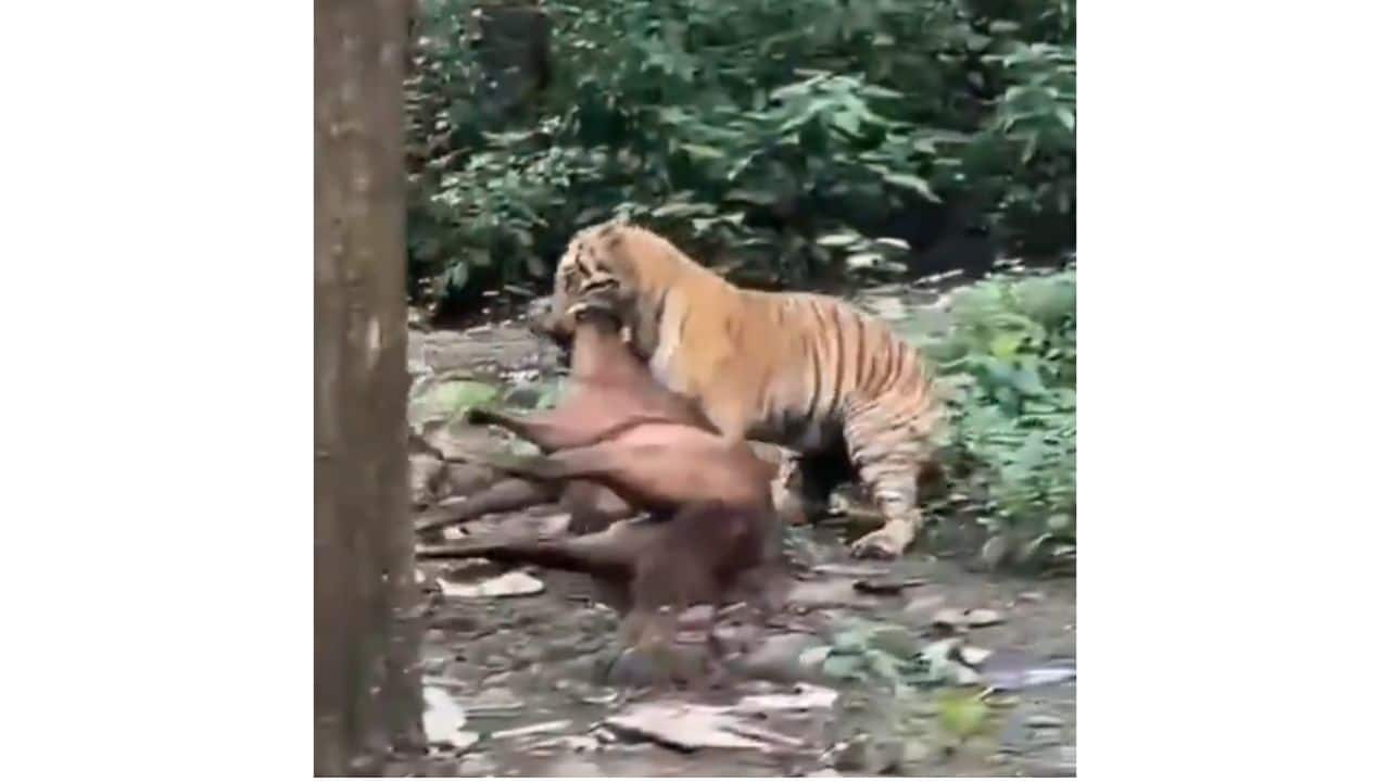 Tiger kills horse in broad daylight near Corbett Park, video goes viral; Watch here
